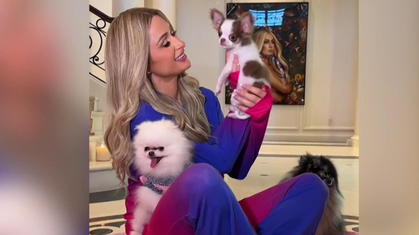 Ihr neuer Chihuahua handelt ihr Ärger mit PETA ein! Neues Glück für Paris Hilton?