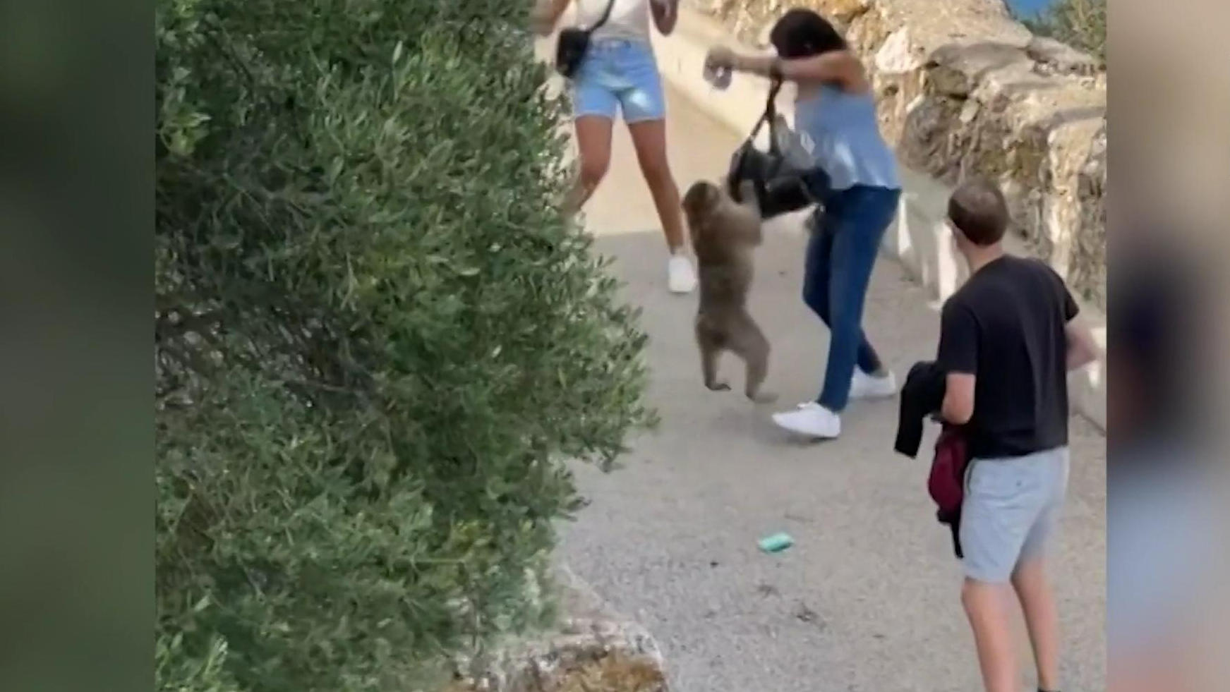 Tierdieb: Affe will Rucksack eines Touristen stehlen Frecher Affe