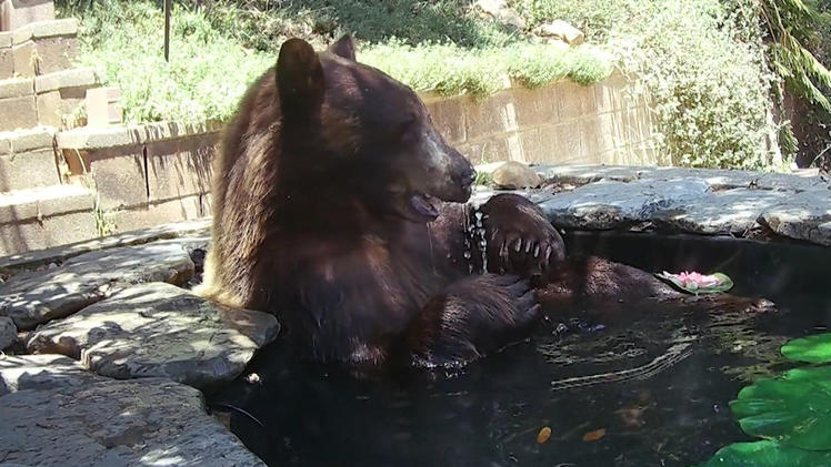 Einfach mal Relaxen! Bär legt SpaTag in Gartenteich ein