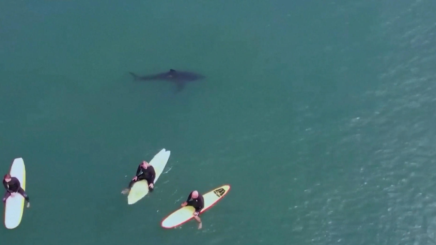 I grandi surfisti di squali bianchi nuotano con calma