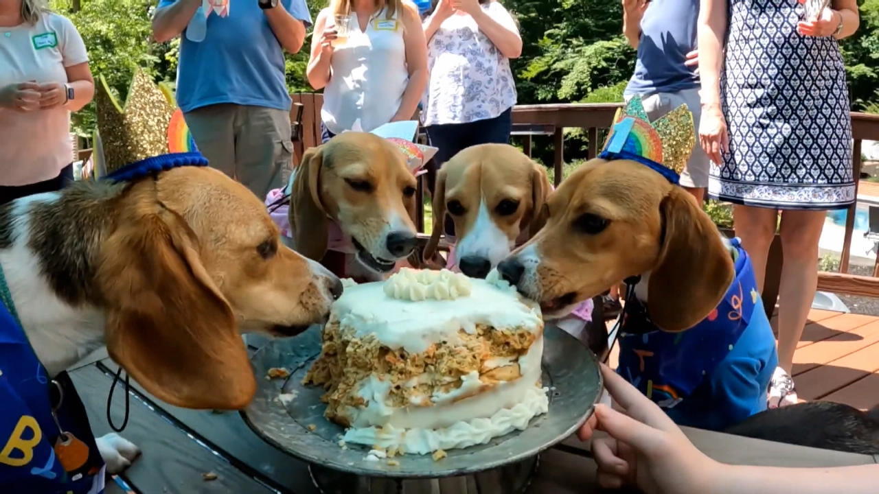 Dolce festa!  I beagle festeggiano il loro primo anno di libertà dopo essere stati salvati da un laboratorio di ricerca