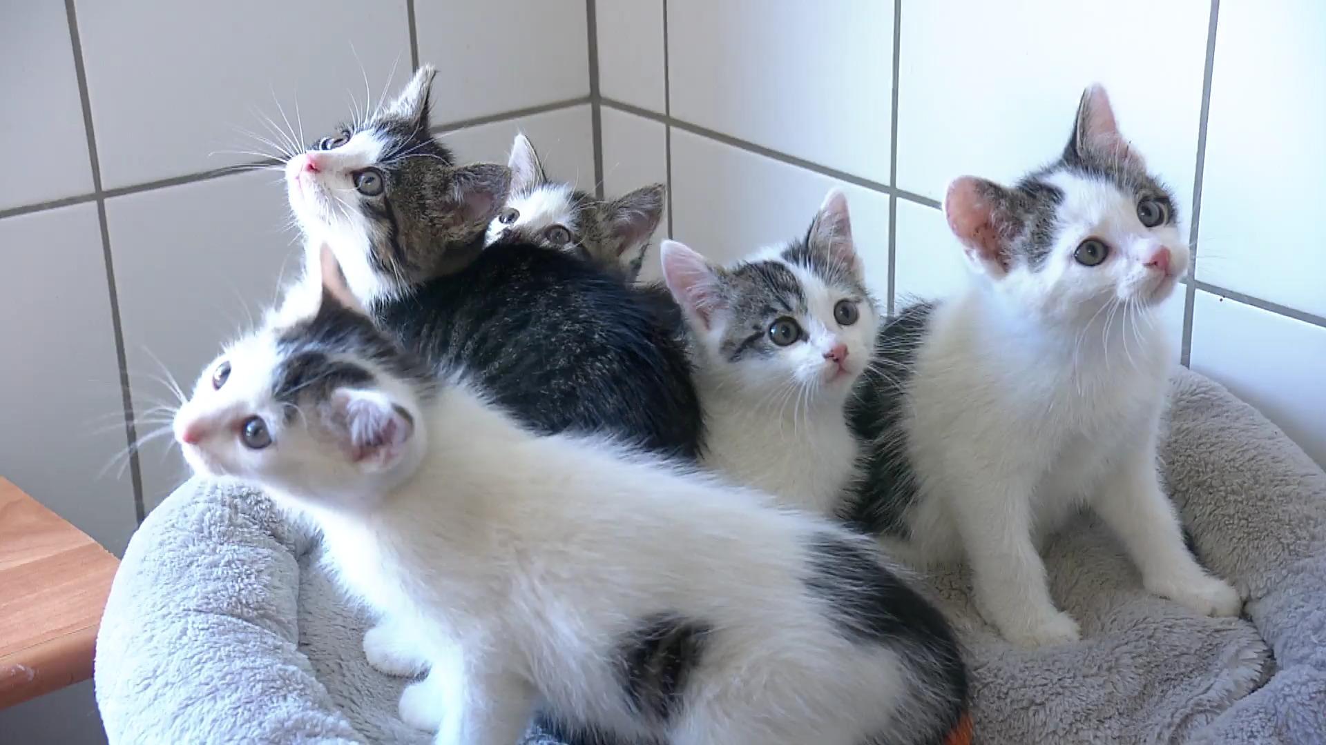 Polizei rettet fünf Katzenbabys Katzen-Rettung