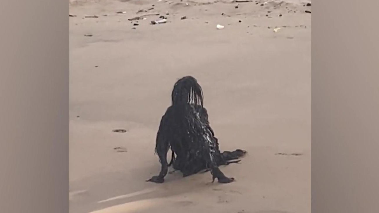 ¡¿qué es esto?!  Adivinanzas netas sobre una criatura de terror en la ilusión óptica de la playa.
