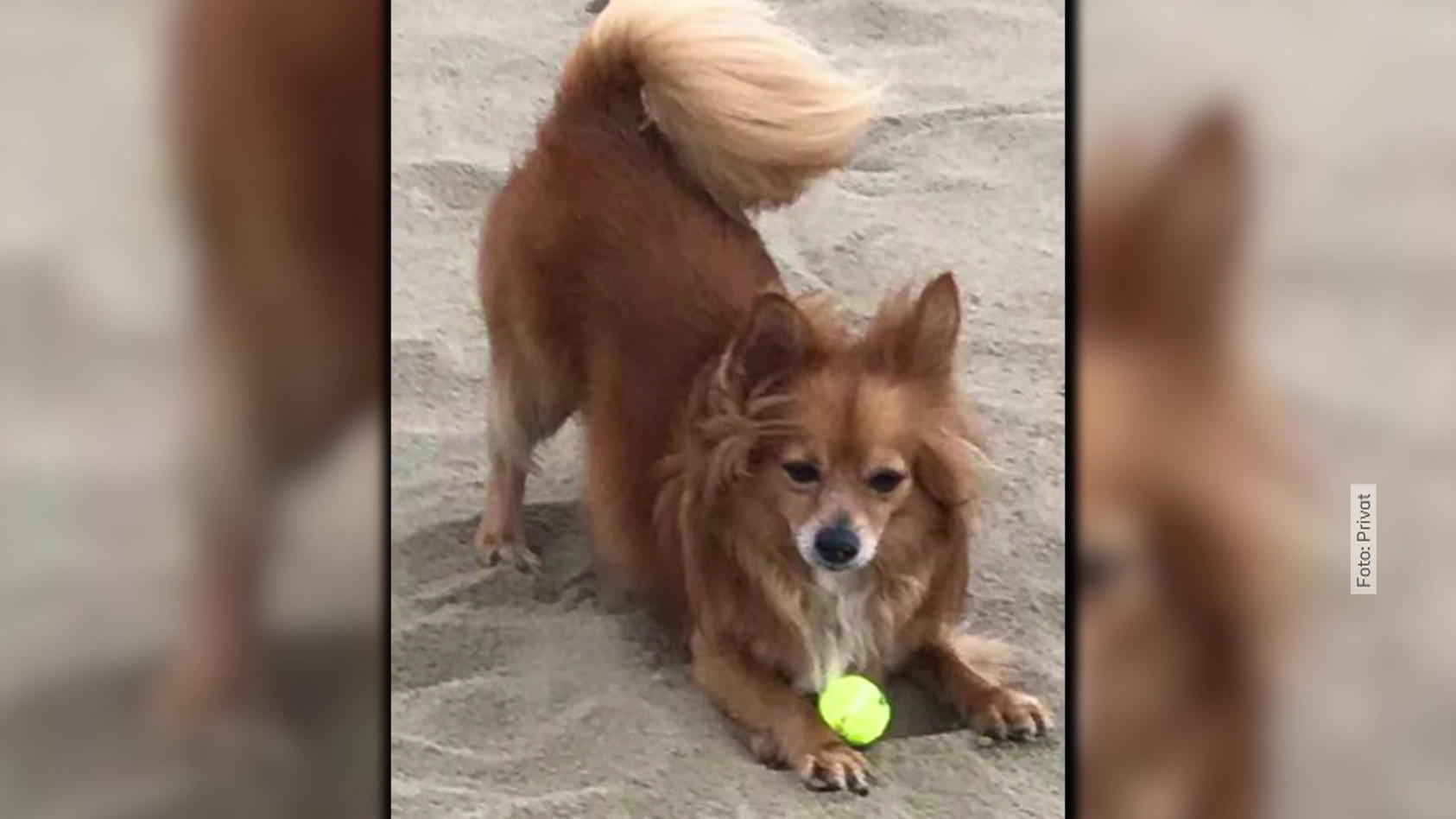 Tödliche Attacke unter Hunden Chihuahua auf der Straße von Hund angegriffen