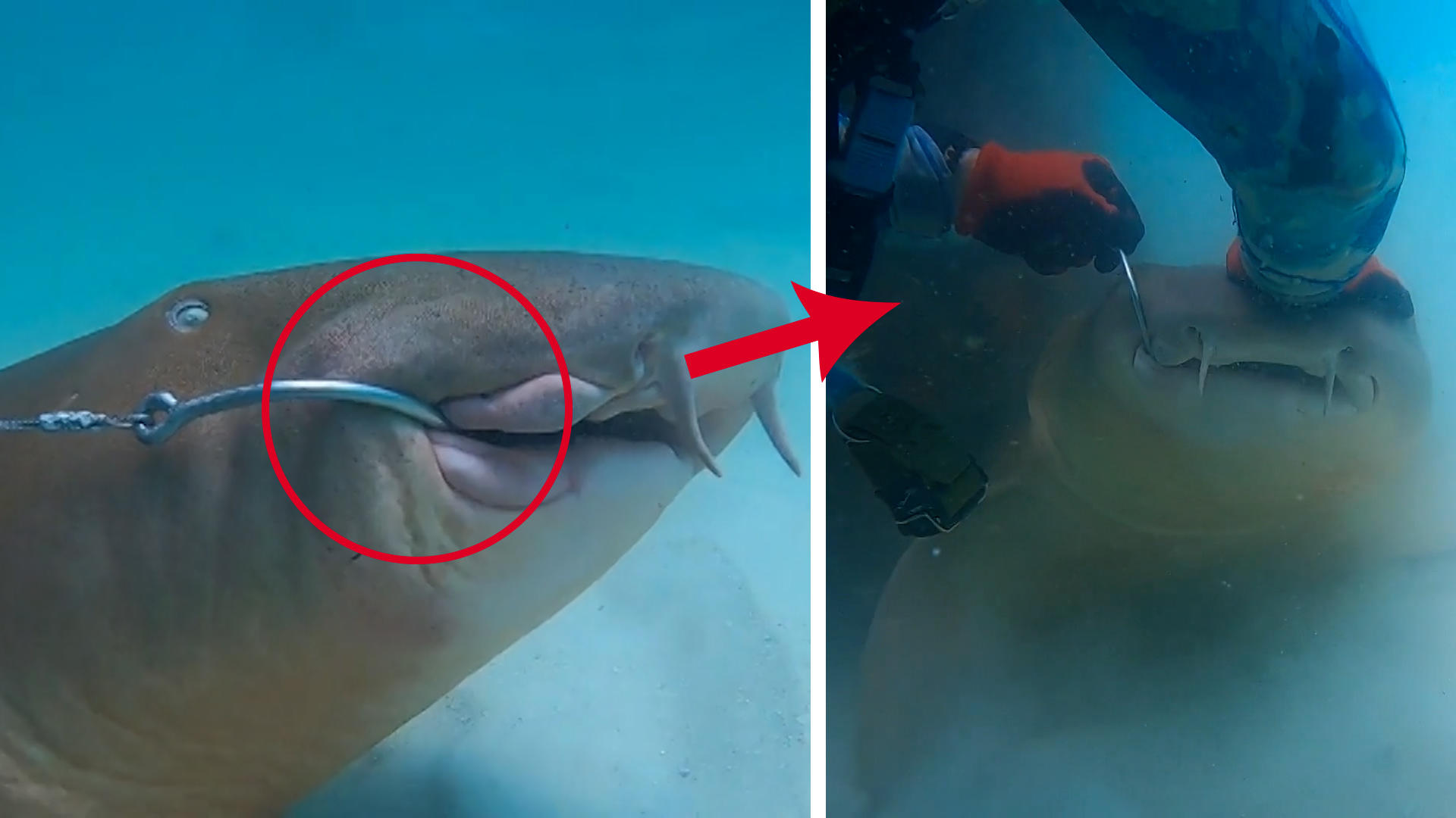 Hai hängt seit Tagen am Haken - Taucher rettet ihm das Leben Meerestier in großer Not!