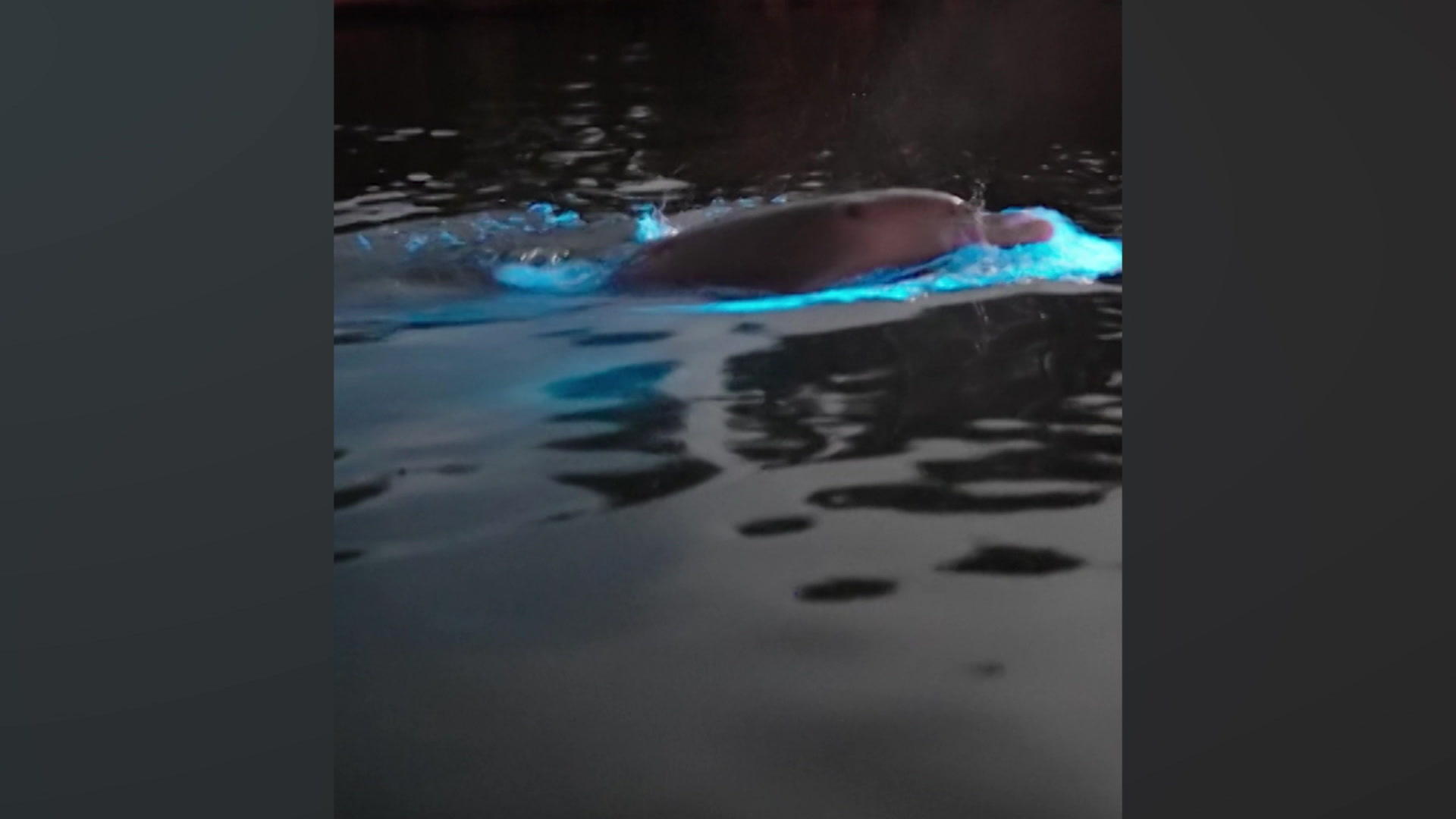 Wegen ihm rätselt das Netz: Seine Wellen leuchten blau Alien-Delfin?!