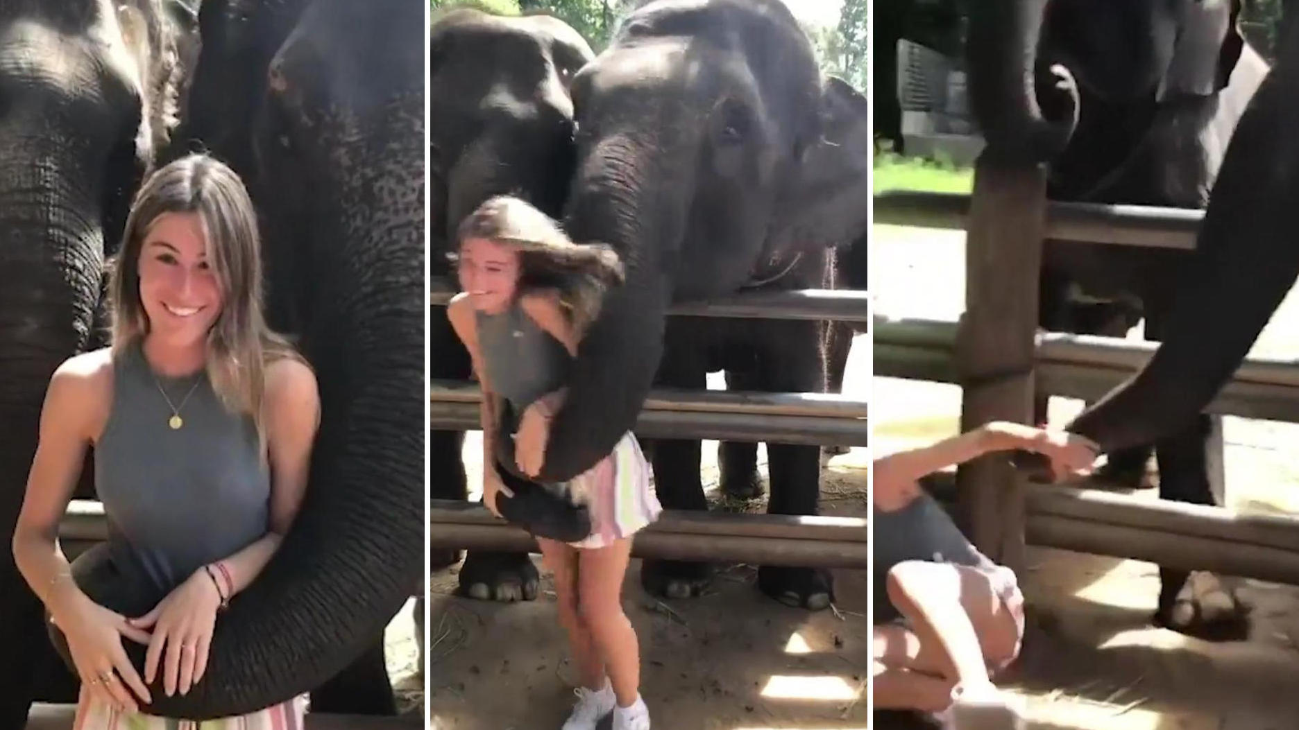 ¡Matón del maletero!  Los elefantes tiran brutalmente al turista al suelo.  ¡Estos elefantes no quieren tomar fotos!