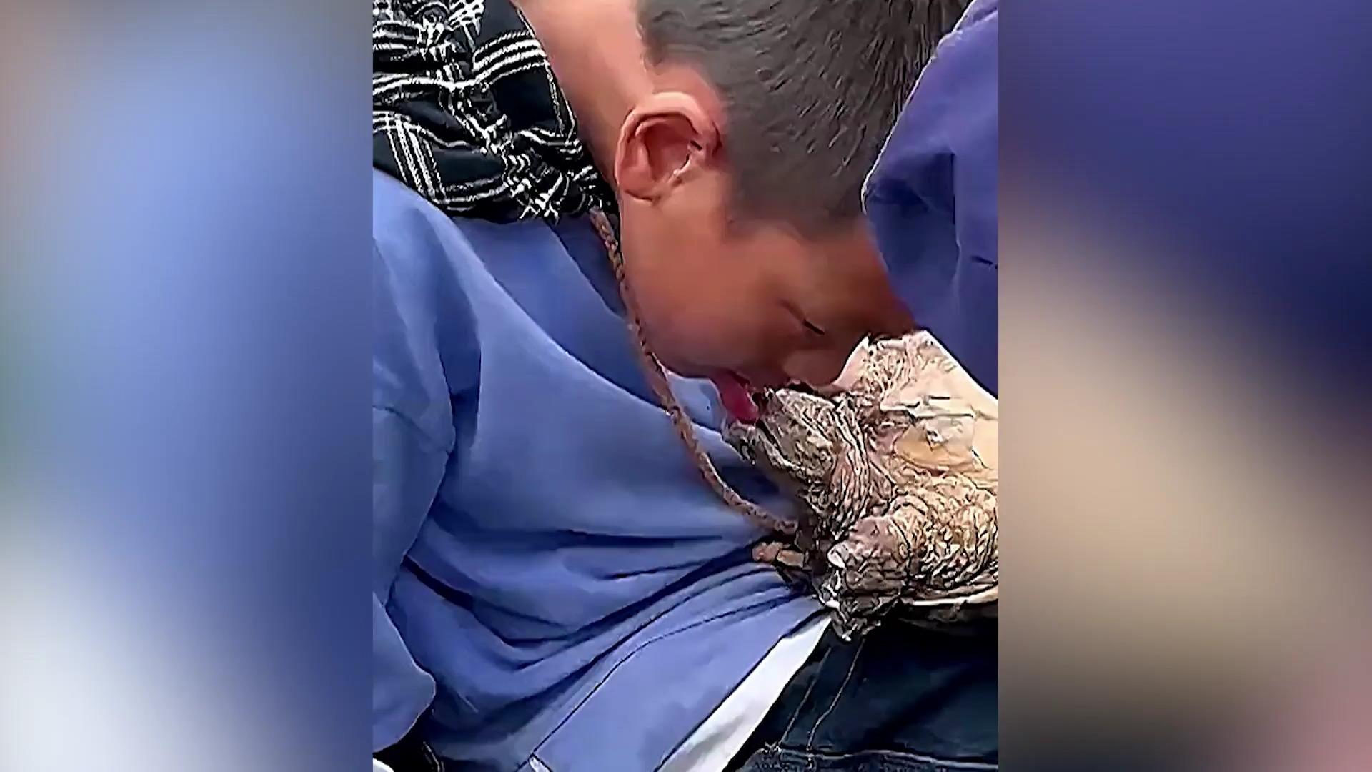 ¡La tortuga muerde a un niño que se arrepiente del beso francés!