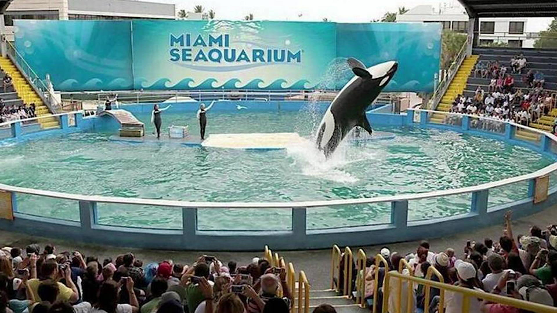 50 Jahre eine tierische Attraktion: Orca Lolita ist tot Trauer in Miami
