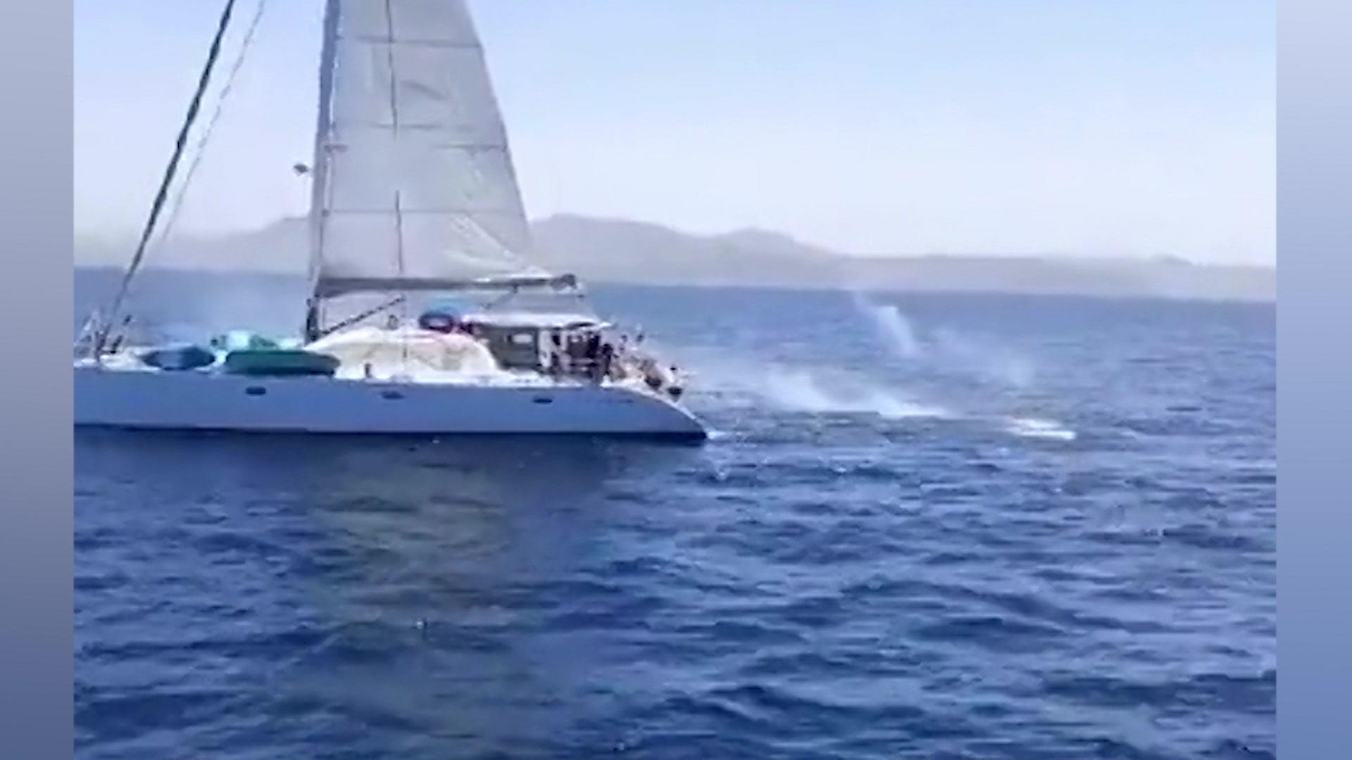 Segler schießen auf Orcas im Mittelmeer! Nach Attacken auf Boote