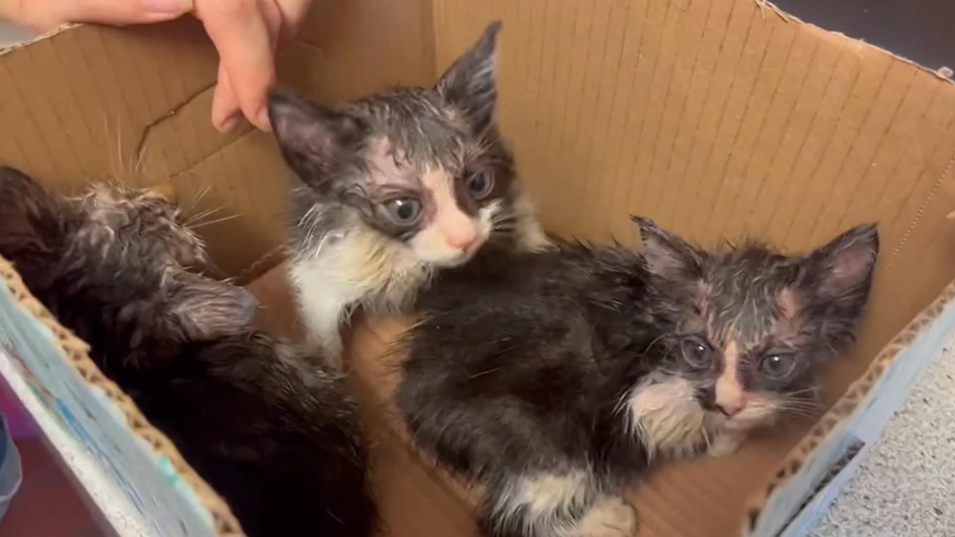 Landwirt ertränkt Baby-Kätzchen in Regentonne Für eins kommt jede Hilfe zu spät