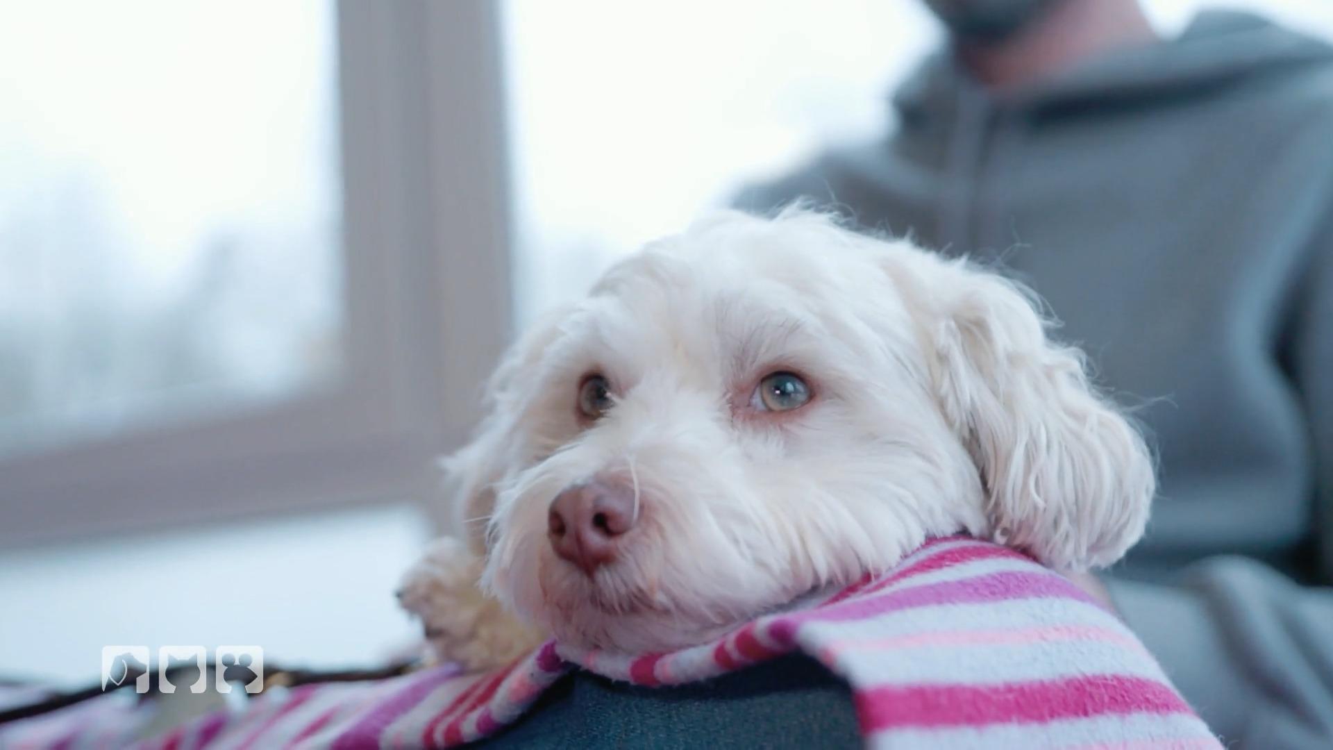 Familienhund Piet hat eine seltene Erkrankung Speiseröhrenerweiterung