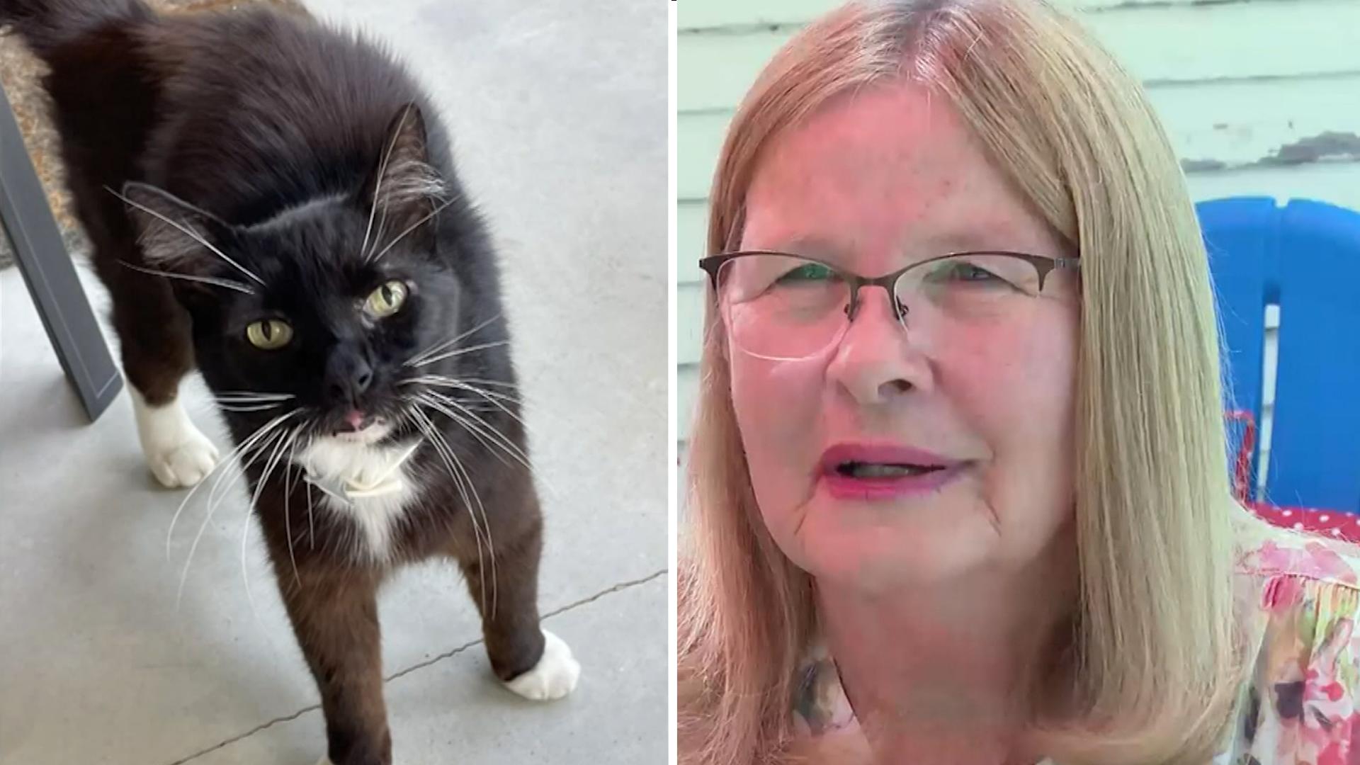 Vermisste Katze taucht plötzlich nach zehn Jahren auf Fast 2.000 Kilometer vom Zuhause entfernt