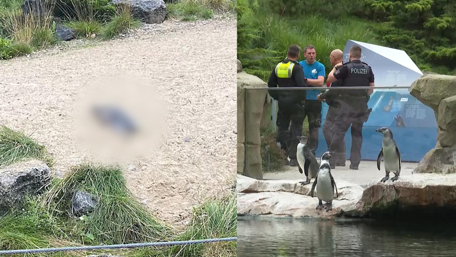 Pinguin im Zoo Rostock geköpft - Polizei sucht Tier-Killer Schrecklicher Fund