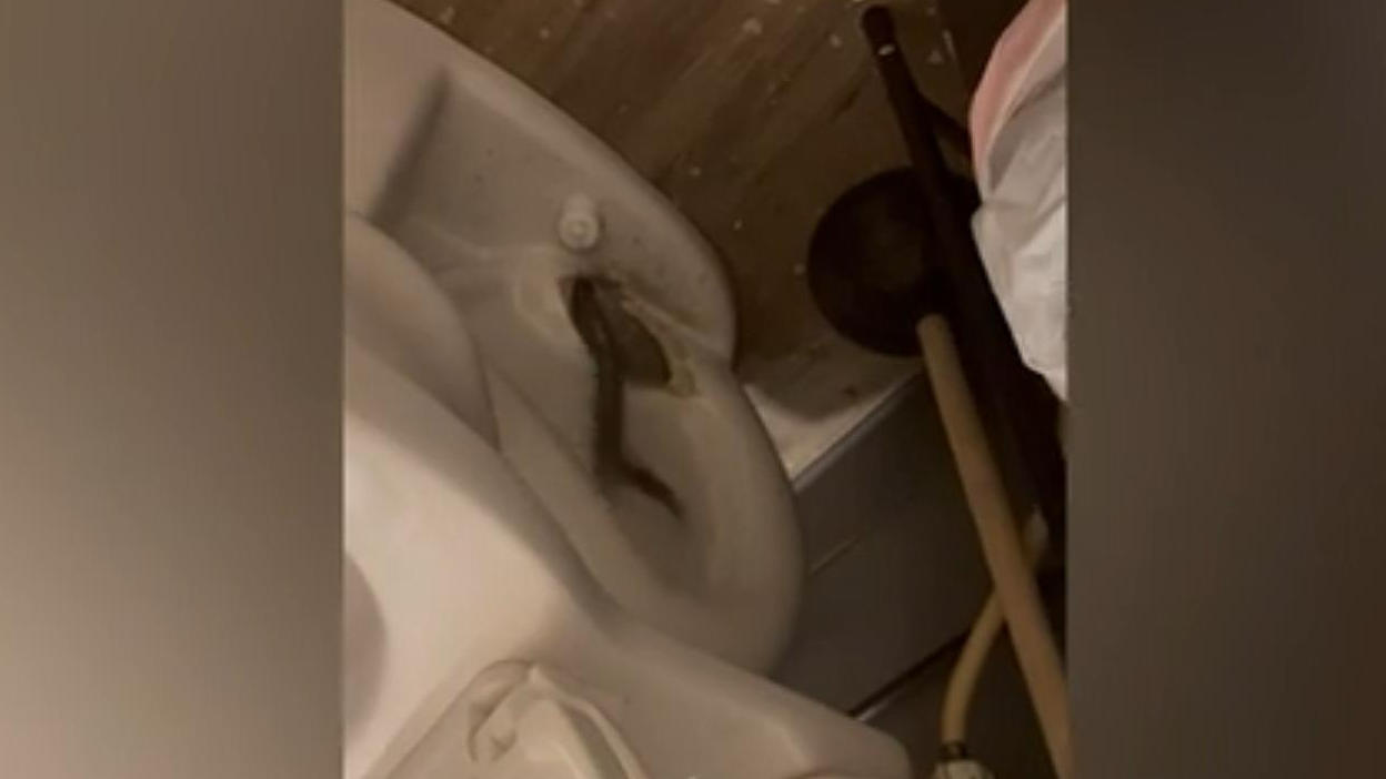 Acertijos de Netz: ¡¿la serpiente sale del tubo?!  El baño se destruye de repente.