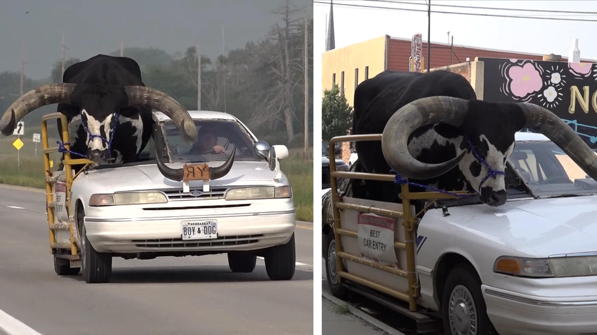 Mann fährt mit Riesen-Rind über die Autobahn Bulliger Beifahrer!