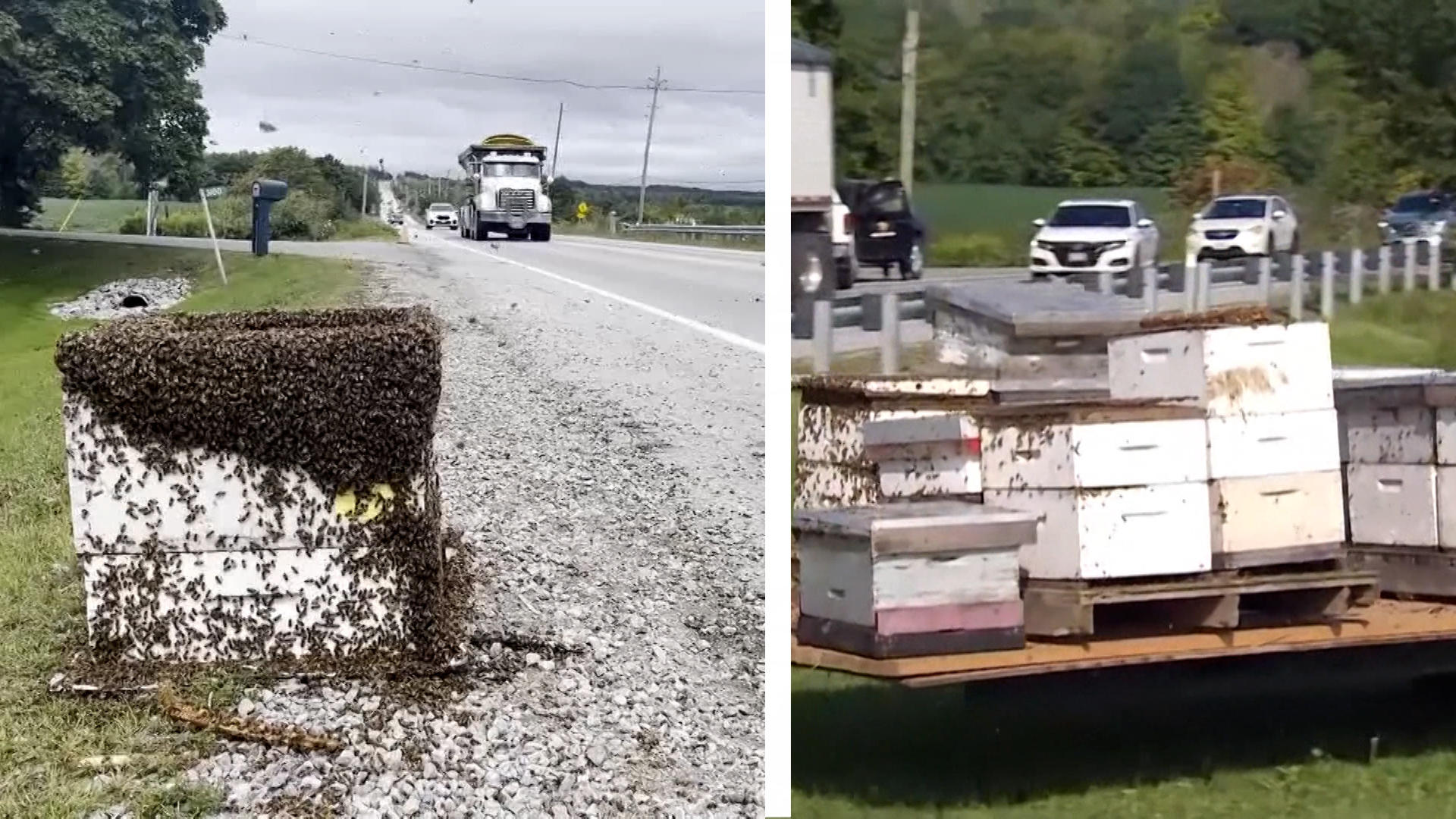 Driver must keep windows closed Five million bees are on the highway