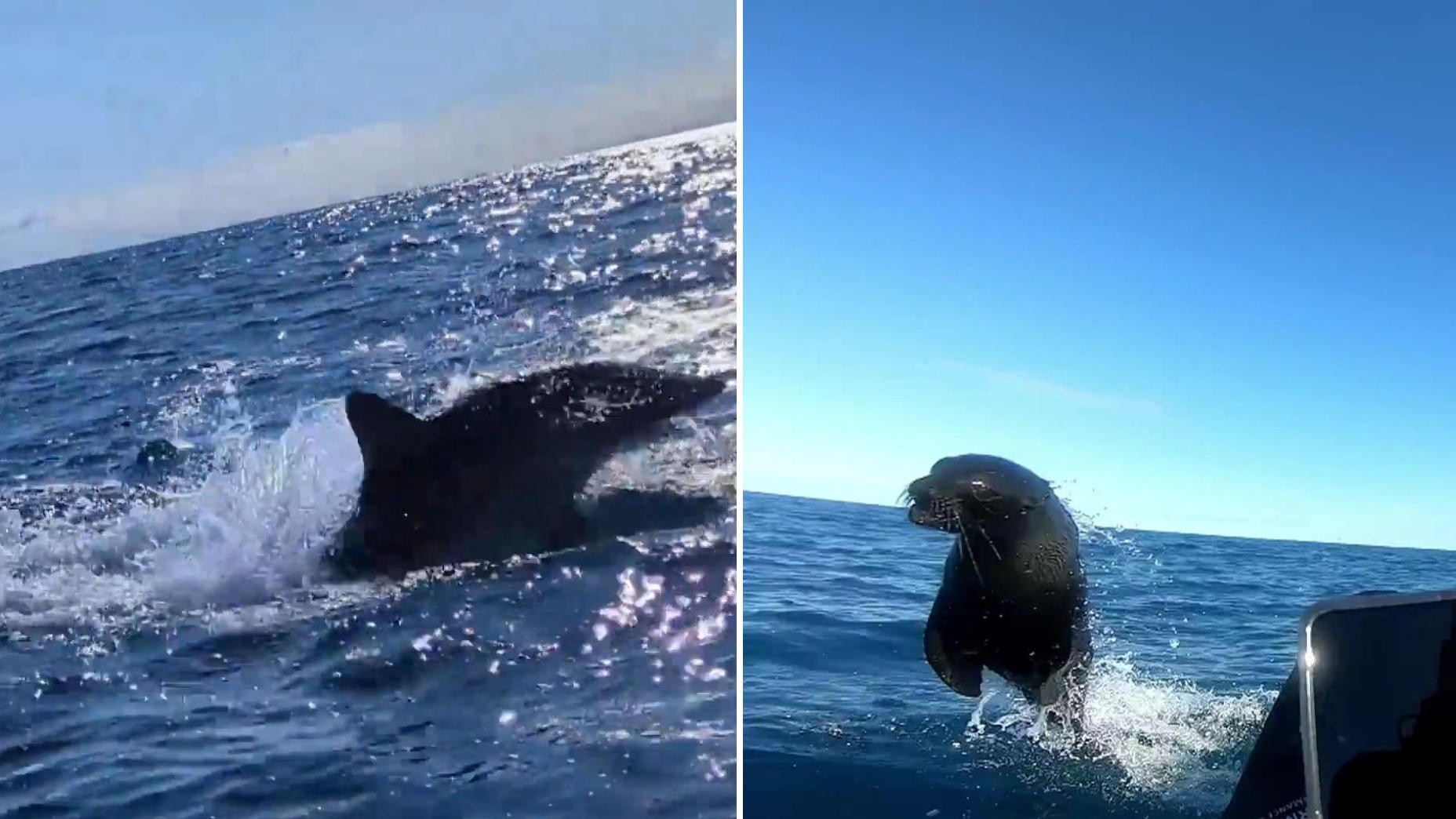Kampf zwischen Robbe und Hai: Fischer mitten drin! Fast kentert das Kajak
