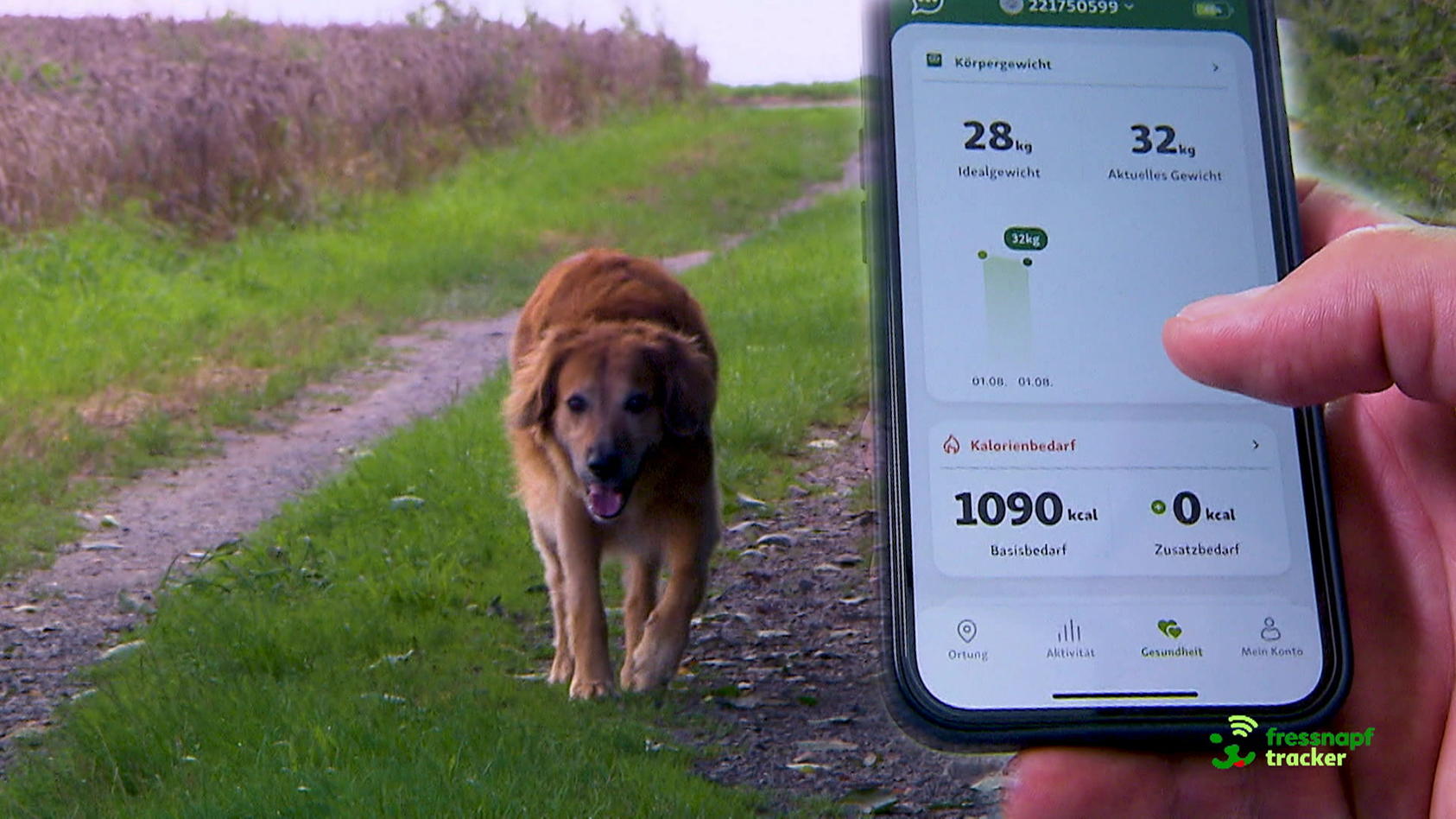 GPSTracker für Hunde im Test Das können die Geräte von Weenect