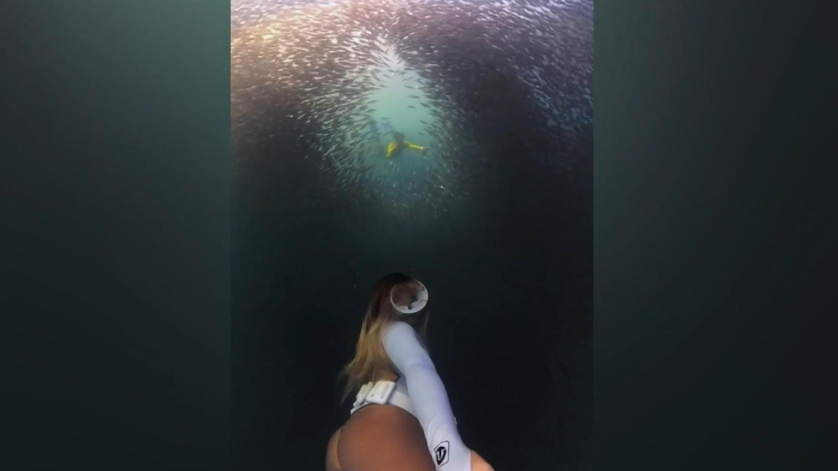 Taucherin fängt Fischschwarm perfekt ein Ein Moment wie aus einem Film!