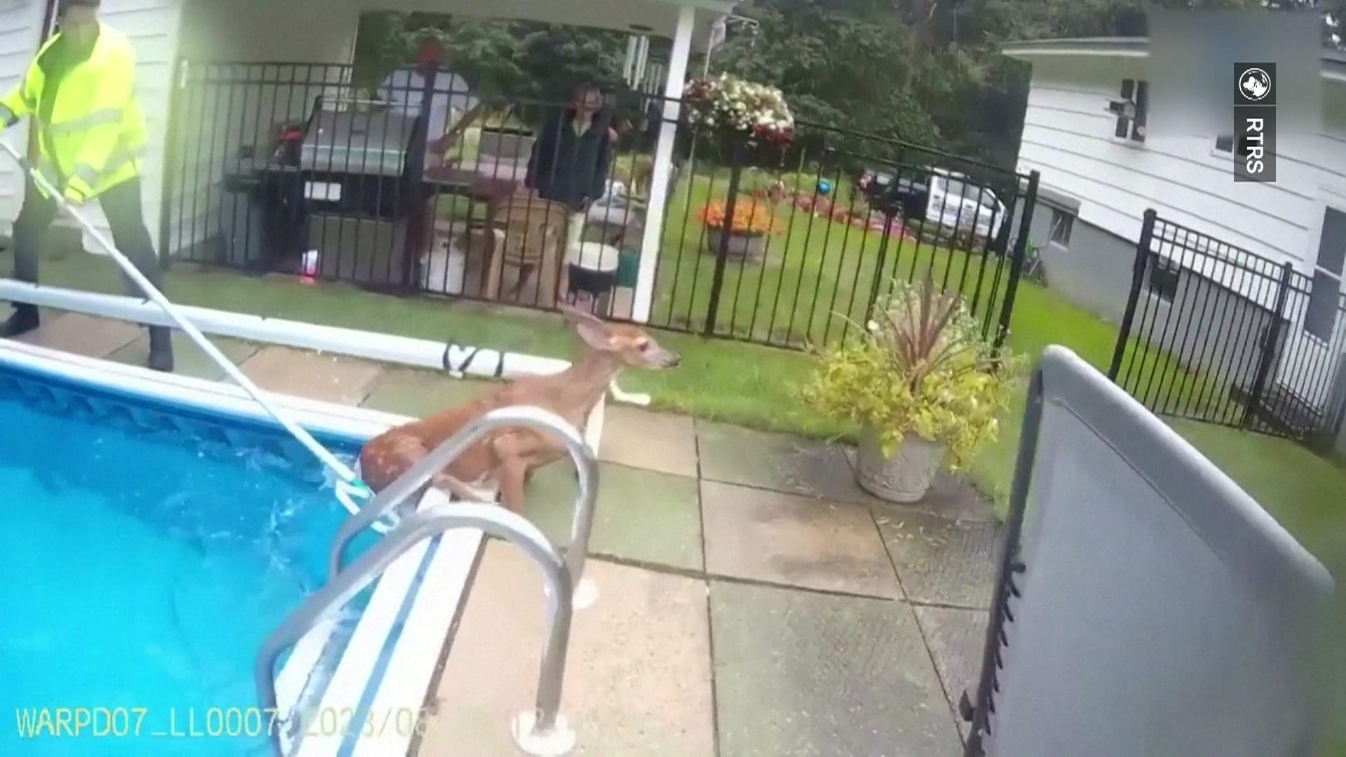 Polizisten retten Bambi aus Gartenpool Rehkitz drehte unerlaubt seine Runden