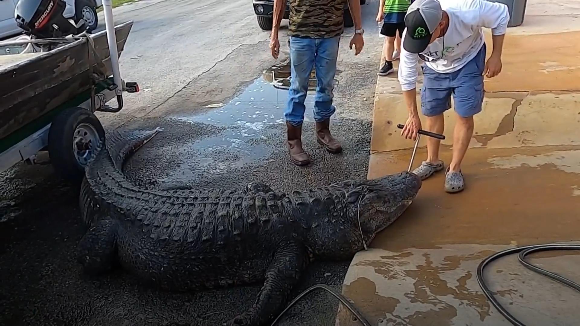 Jäger erlegen riesigen 400-Kilo-Alligator in Florida "Das sind Tötungsmaschinen"