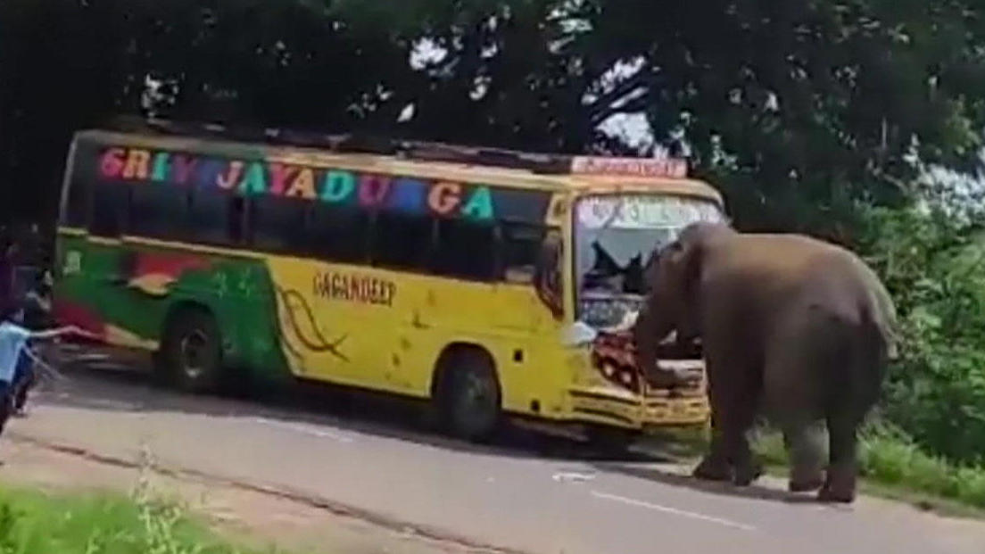 Wildgewordener Elefant greift Bus an Reisende fliehen panisch