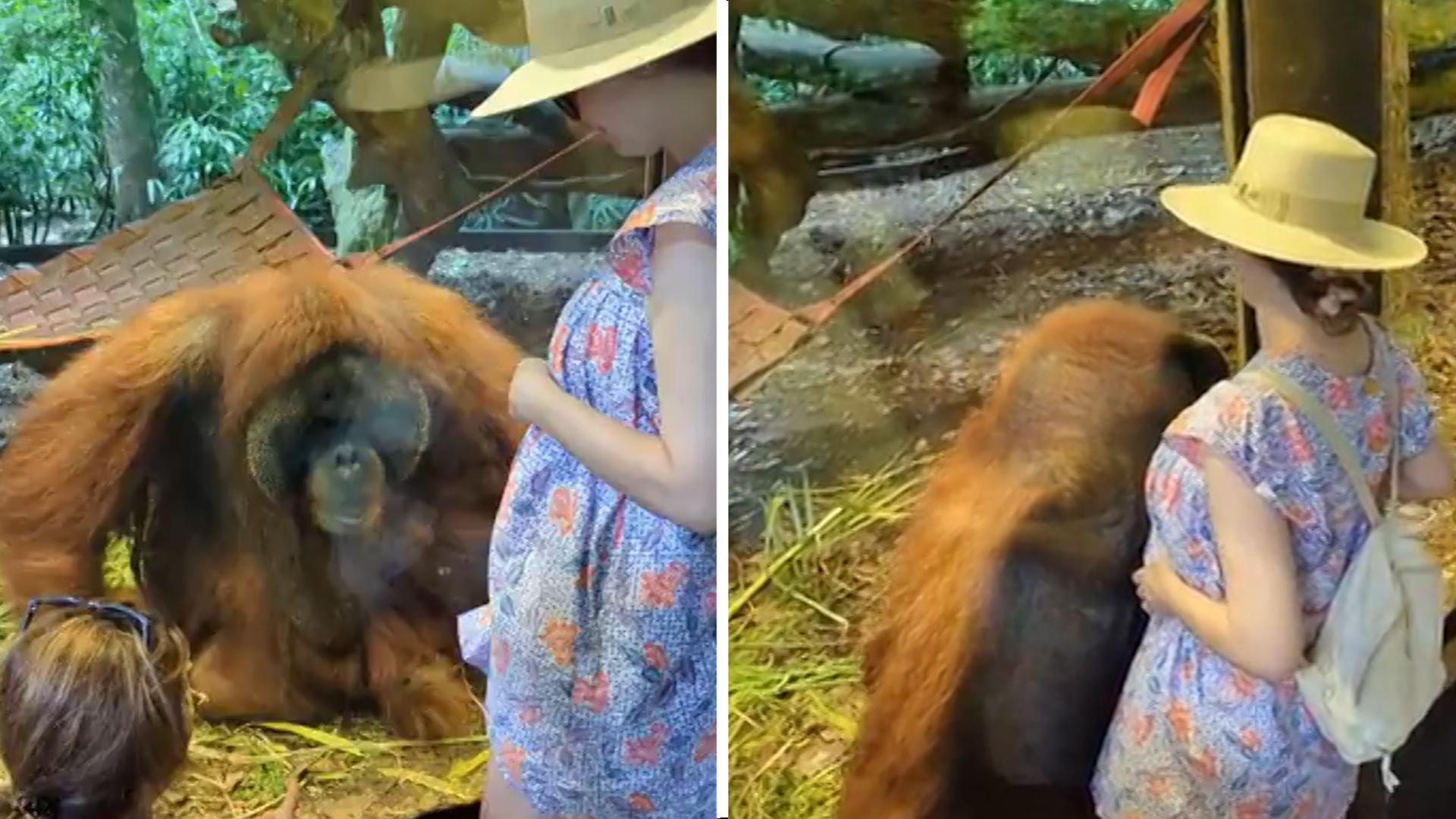 Orang-Utan schmiegt sich durch Scheibe an Hochschwangere Er will den Herzschlag des Babys hören!