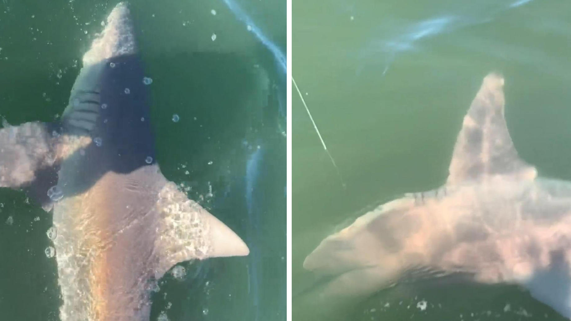 Angler hat plötzlich Drei-Meter-Hai am Haken Eine Stunde lang kämpft er mit seinem Fang!