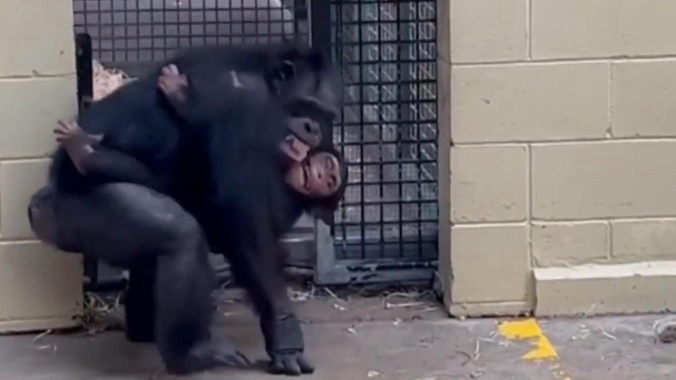 Un dolce abbraccio allo zoo delle scimmie dove la scimmia rivede la madre surrogata!