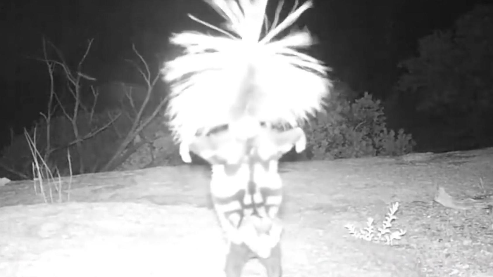 Skurriler Handstand aus der Wildnis Was ist das für ein Tier?!