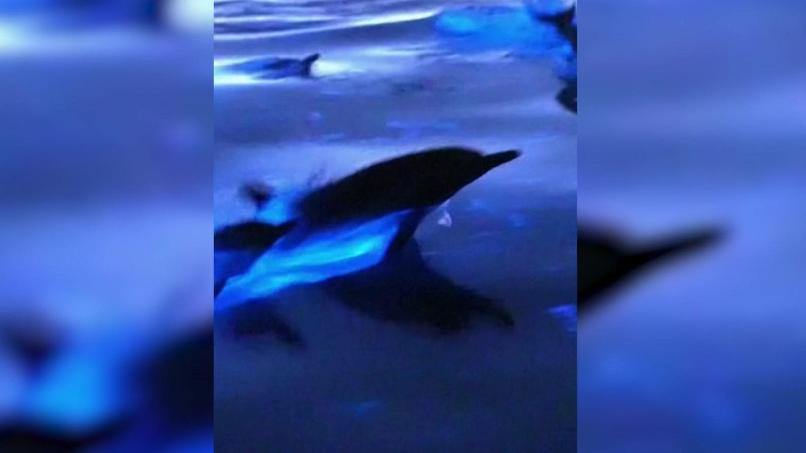 El brillo de las algas crea un brillo marino azul brillante para los delfines en California