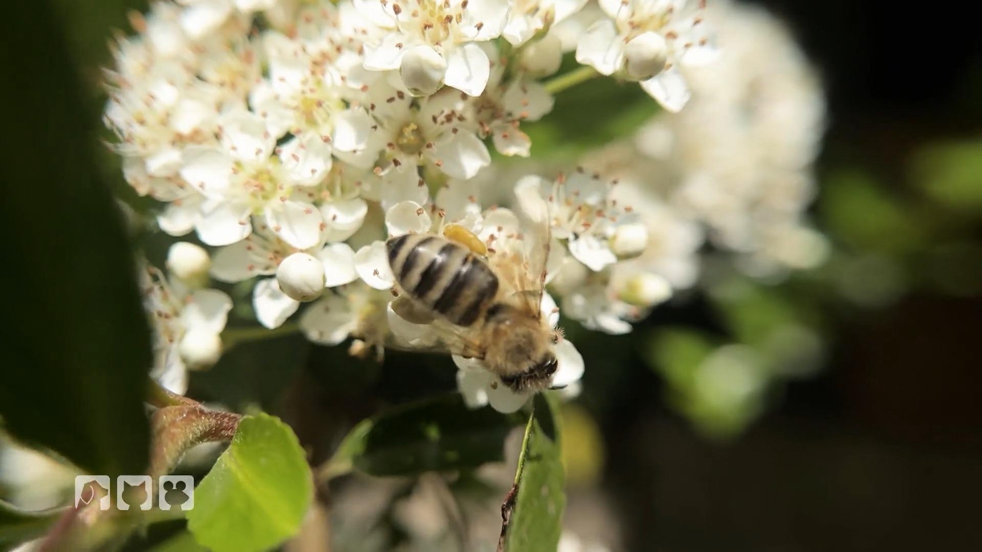 So kann man Wildbienen retten Verschiedene Vorlieben