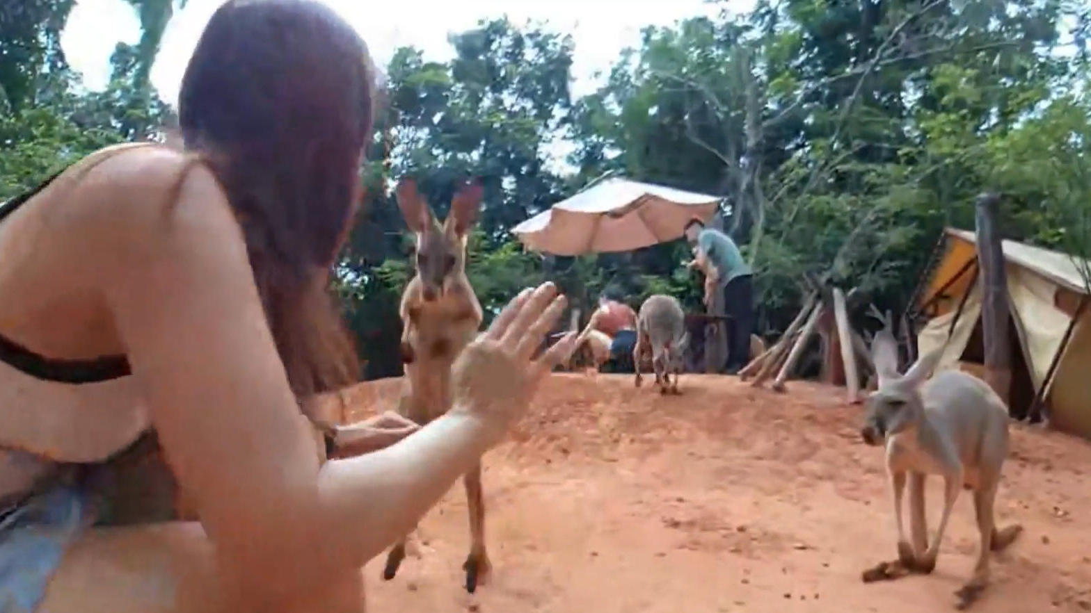 Du filmst hier nicht! Känguru boxt live Streamerin um Plötzlich fliegen die Fäuste