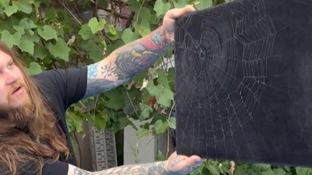 Mann bringt Spinnweben auf die Leinwand Kunstwerk der Natur!