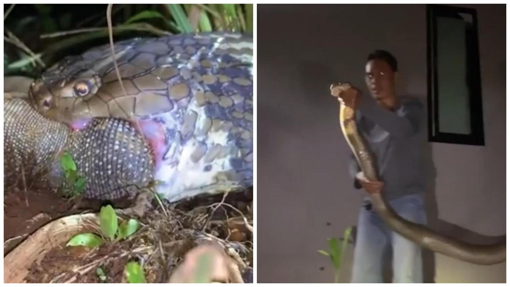 Mit bloßen Händen: Schlangenfänger packt Drei-Meter-Kobra In ihrem Maul steckt ein riesiger Waran