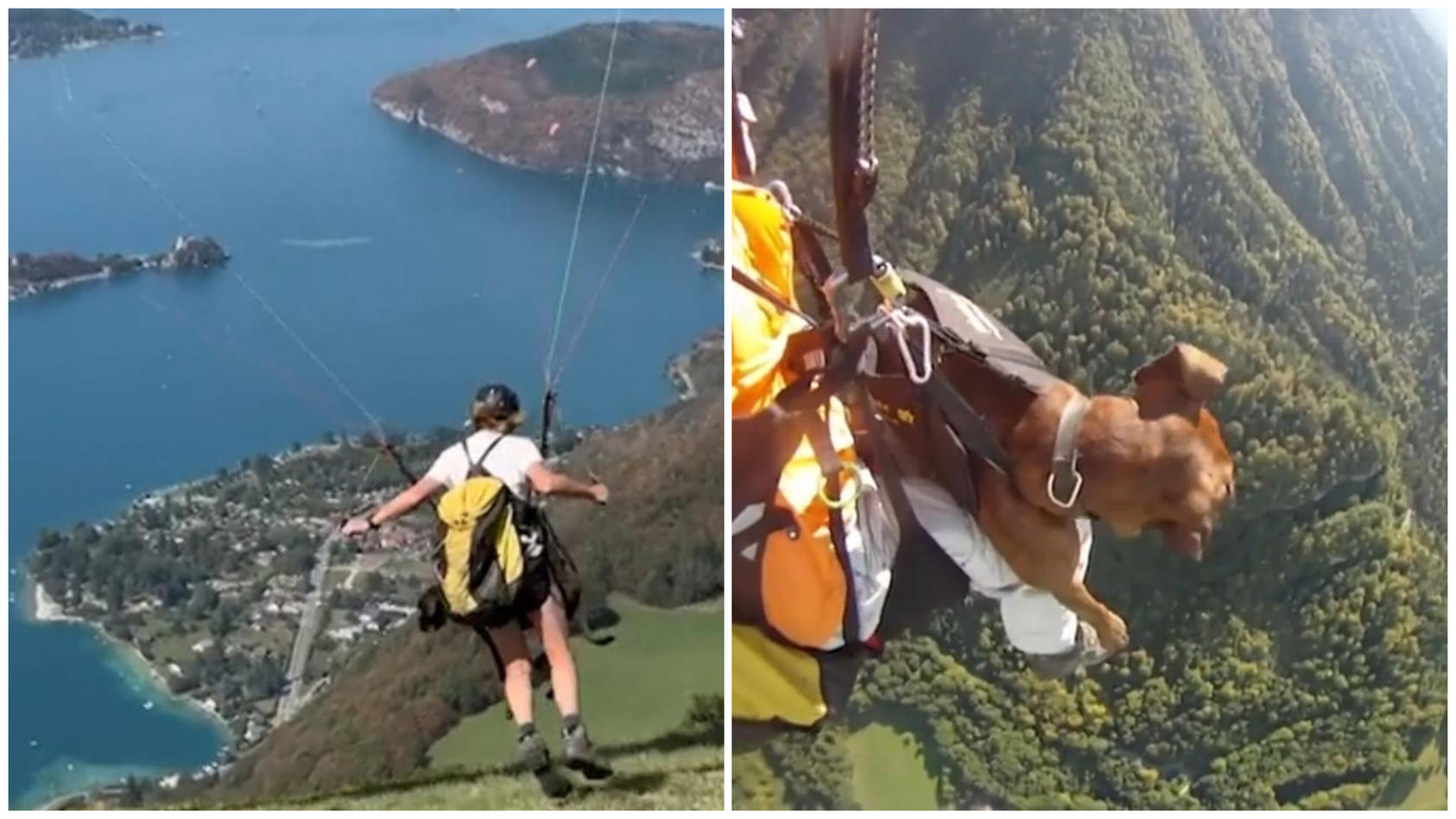 Schon über 200 Sprünge: Frau macht Paragliding mit Hündin In 2.500 Metern Höhe!