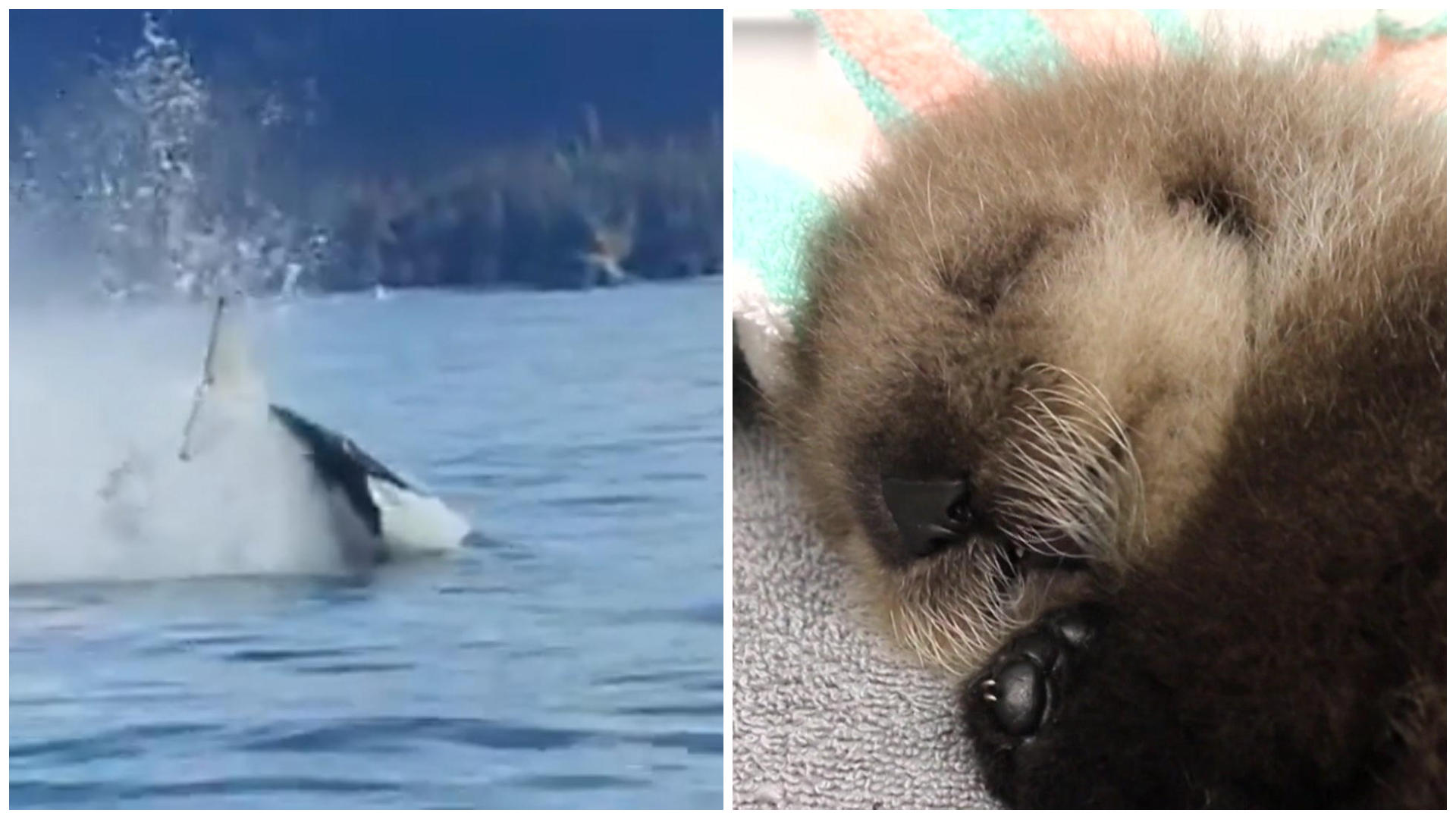 Brutaler Orca-Angriff: Otterwelpe überlebt! Erst wenige Stunden alt!