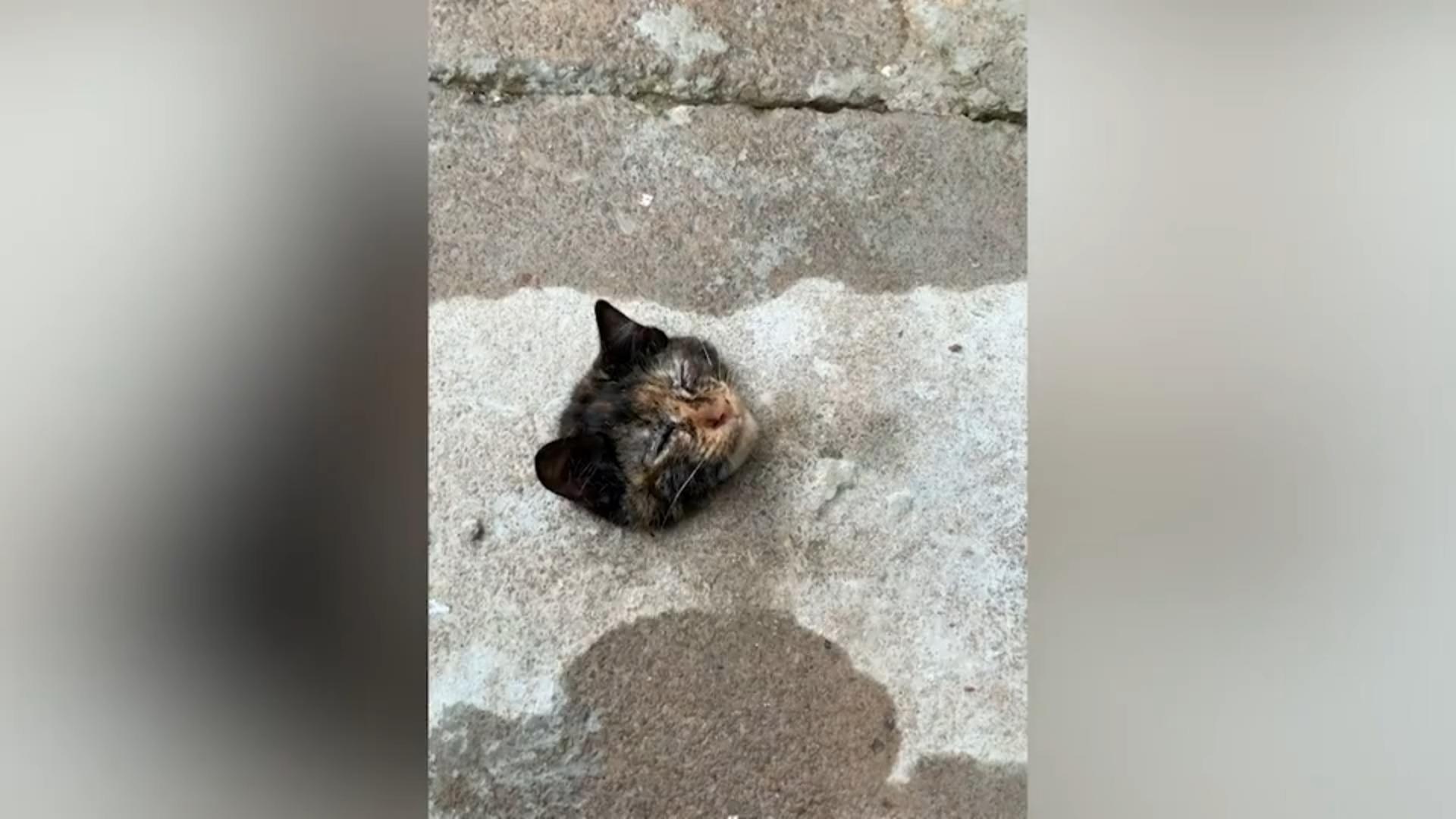 Katze wird gerettet: Nur noch der Kopf guckt raus! In Gehwegplatte stecken geblieben