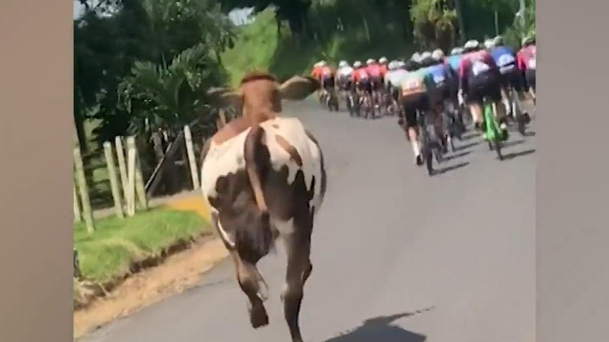 Die hat doch’n Rad ab! Kuh nimmt an Fahrradrennen teil Vier Hufe statt zwei Räder