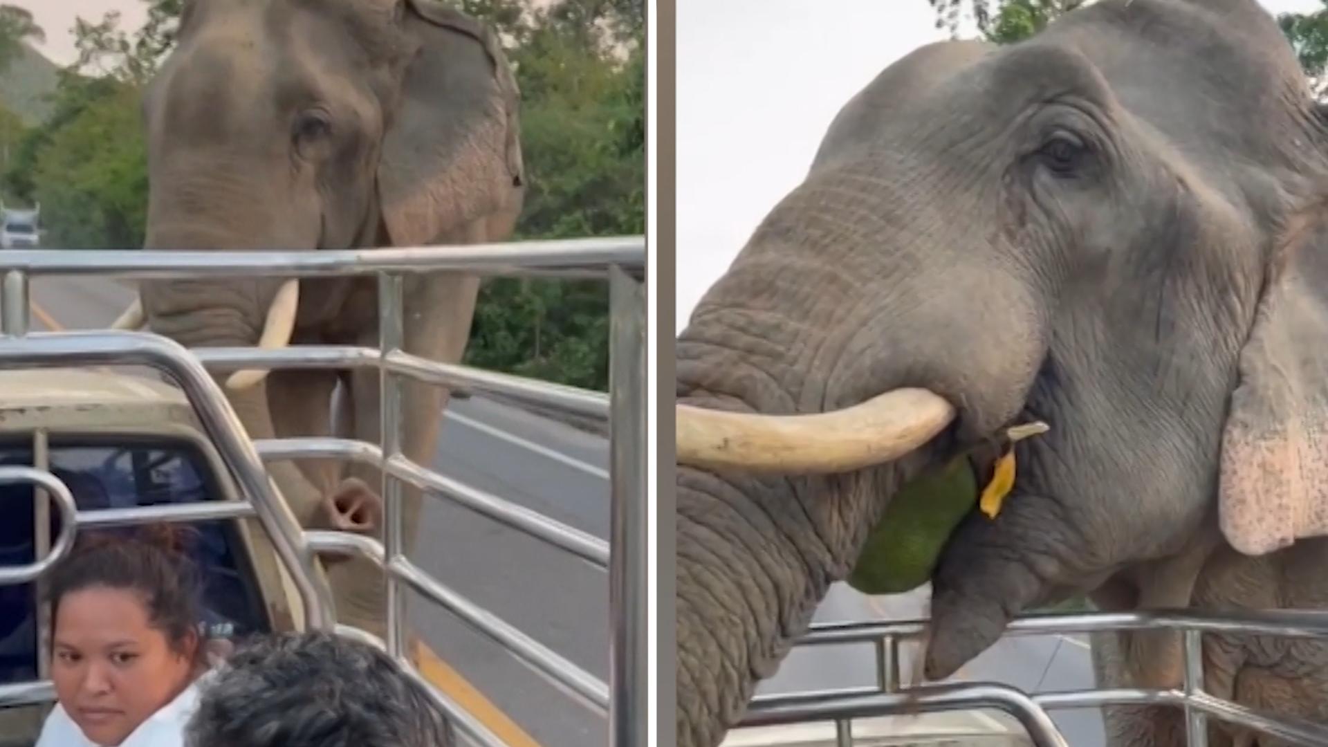 Elefant hält Pickup-Truck an – und mopst sich Frucht Drive-in am Straßenrand!
