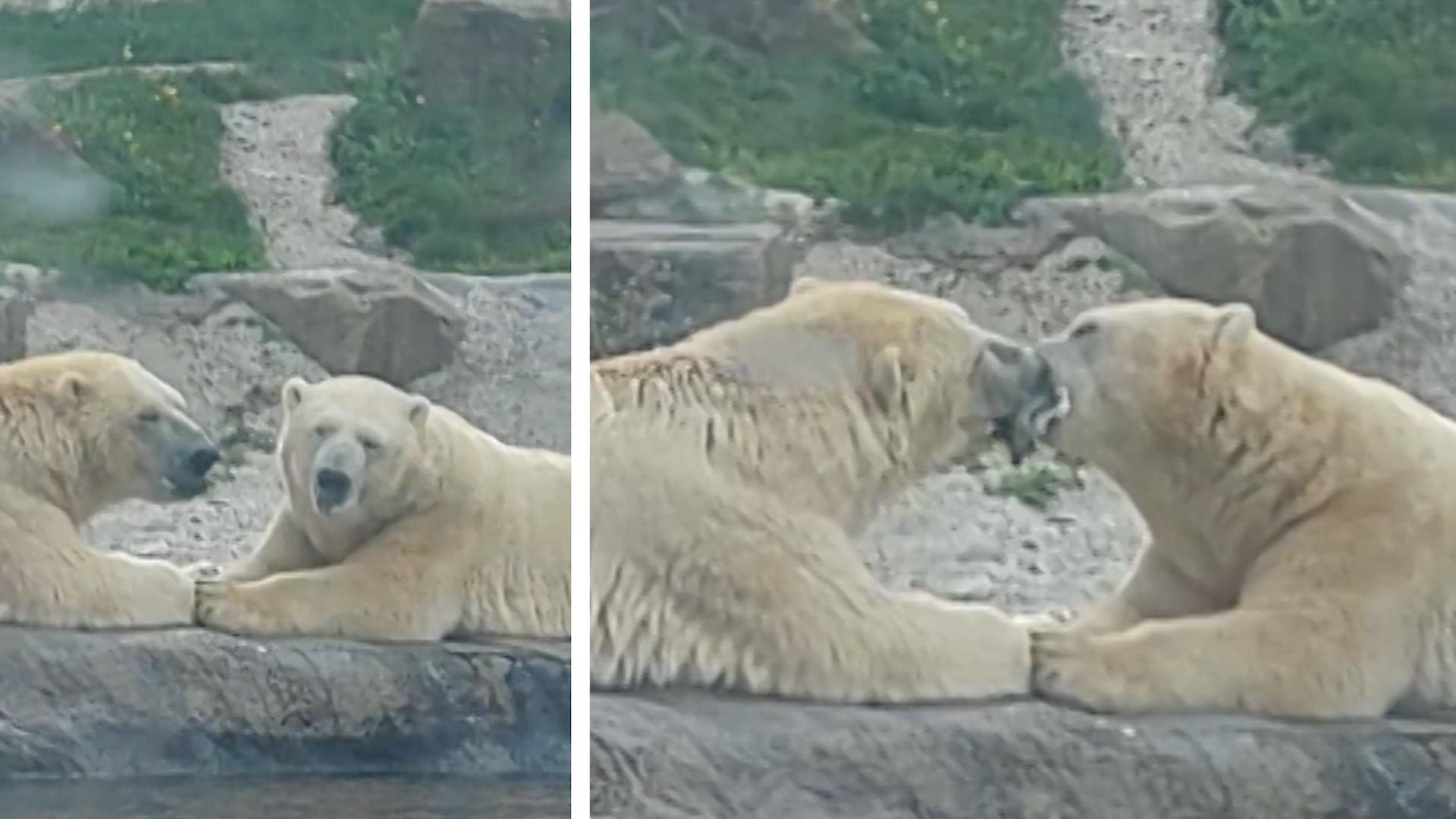 Bussel-Bären bieten wilde Schlabber-Show in Zoo Touristen wollen sie züngeln sehen!