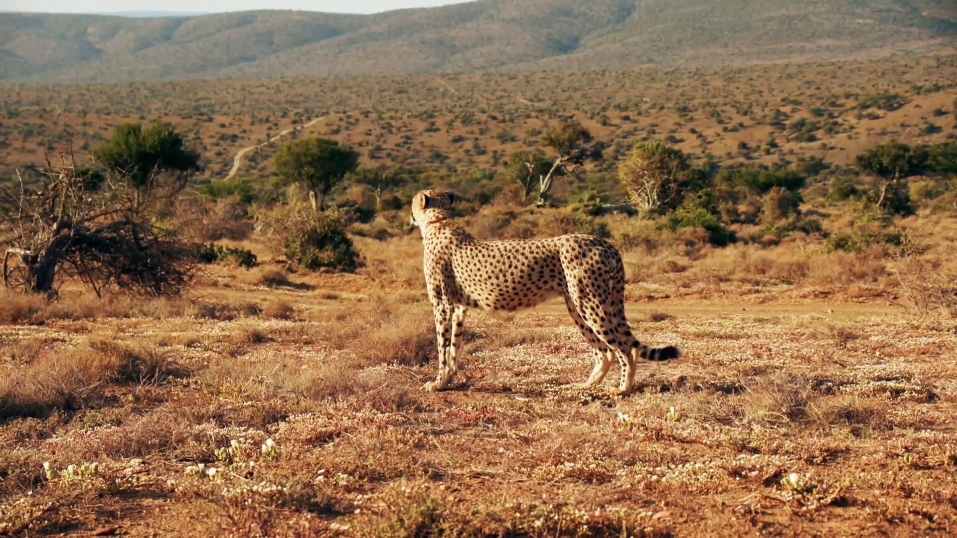 Die deutsche Geparden-Mutter von Südafrika Chantal Rischard wildert Geparden aus