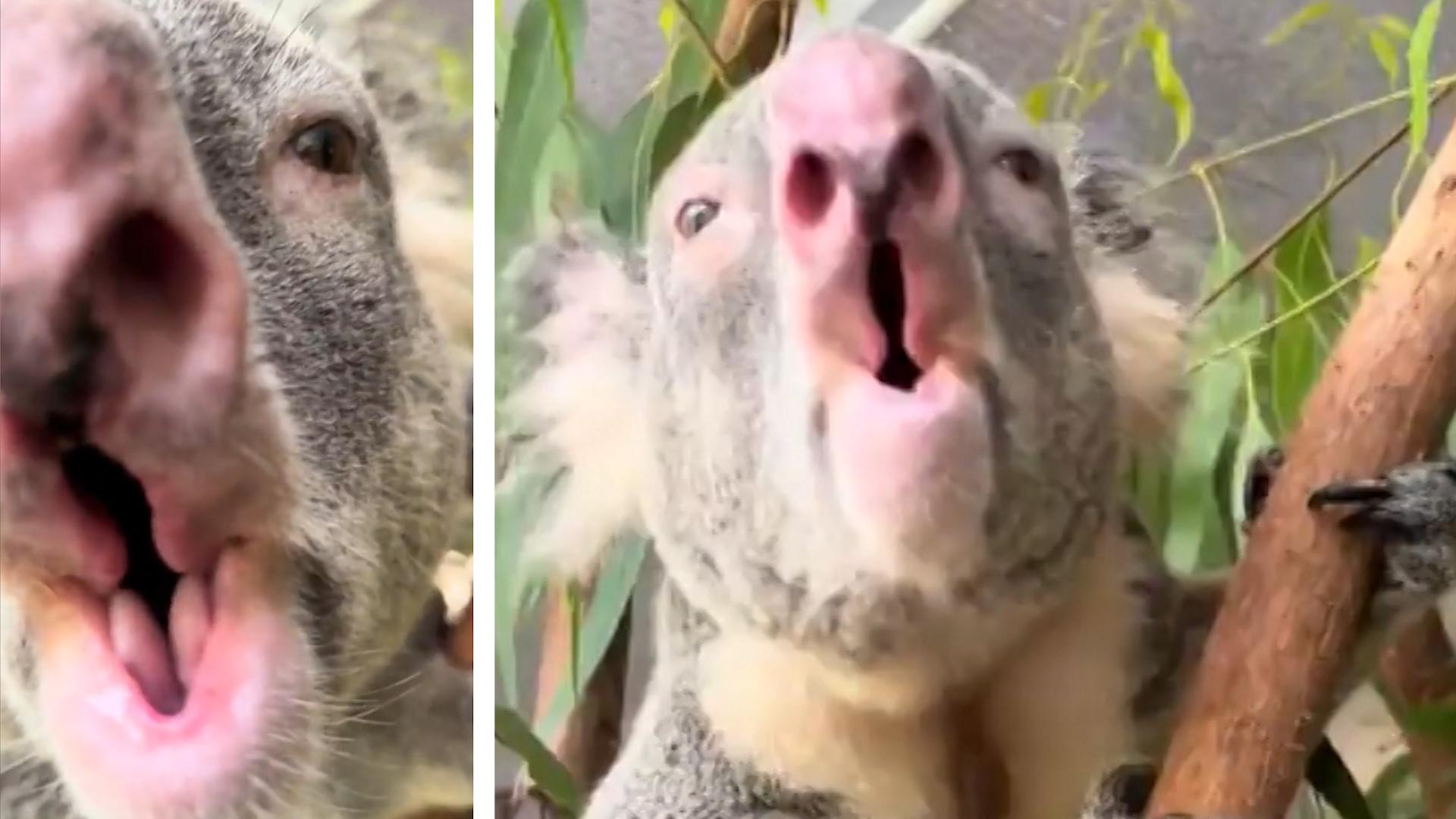 Von wegen SAUniedlich! Koalas grunzen wie Wildschweine Das werden Sie nicht glauben