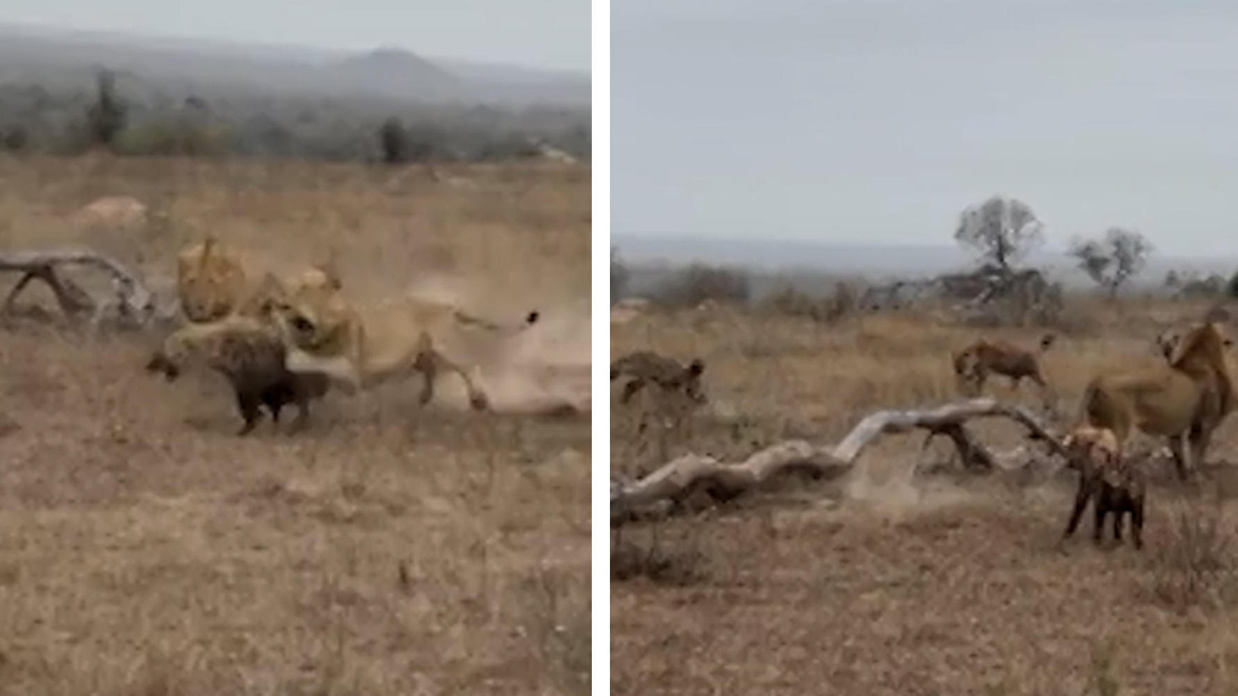 Löwen wollen Hyäne zerfleischen - Rudel kommt zur Rettung! Brutaler Angriff