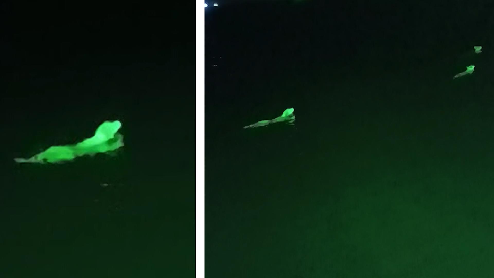 Rudel schwimmt im Meer und leuchtet neonfarben Ach du grüner Hund?!