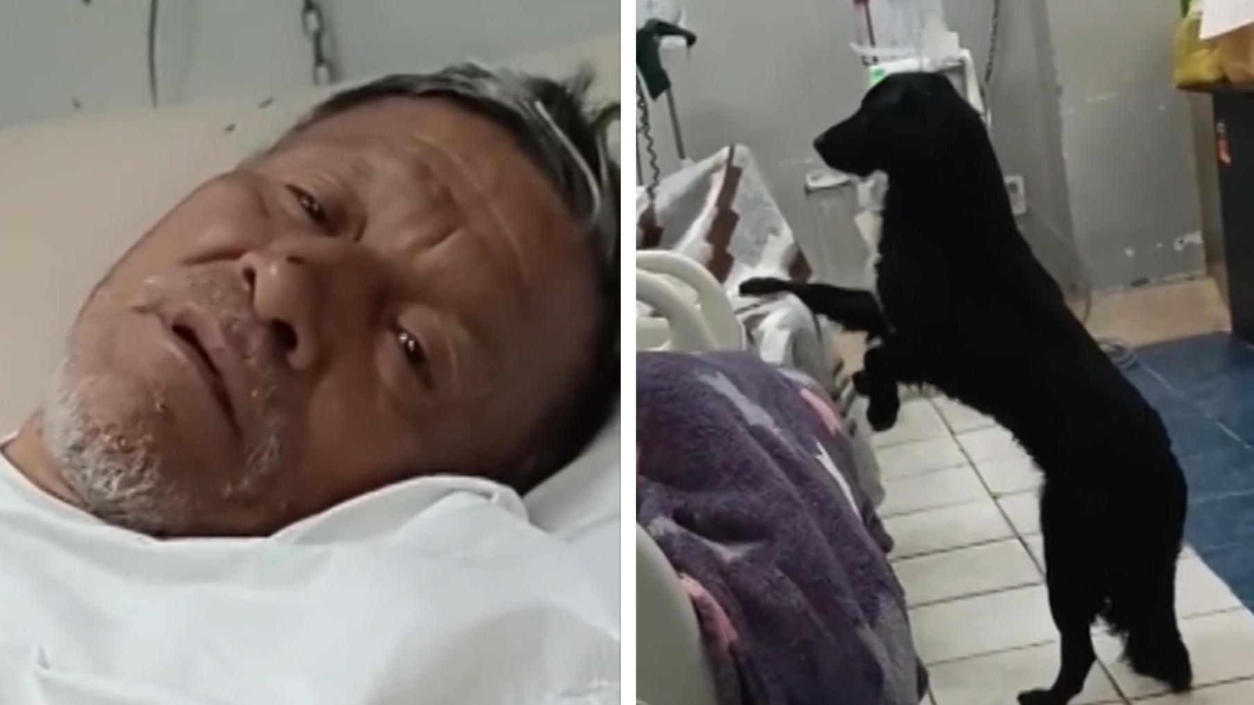 Mann liegt im Sterben: Hund weicht ihm nicht von der Seite! Herrchen hat einen letzten Wunsch