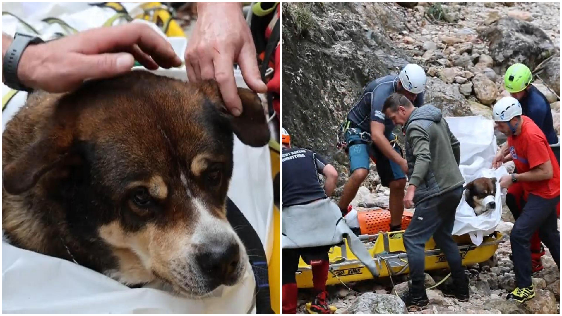 Bergwacht rettet Hund vor sicherem Tod Tierische Rettung
