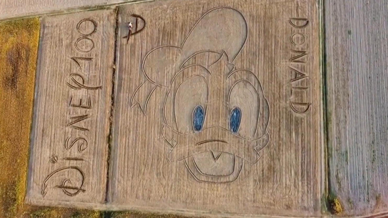 Mann schickt Donald Duck MEGA "Grußkarte" 100 Jahre Disney!