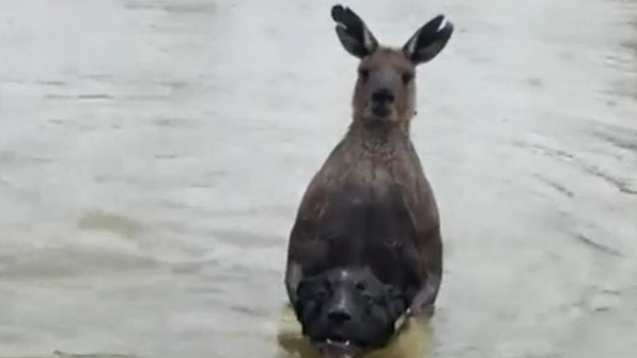 Mann rettet seinen Hund vor Aggro-Känguru! Beuteltier lässt Muskeln spielen